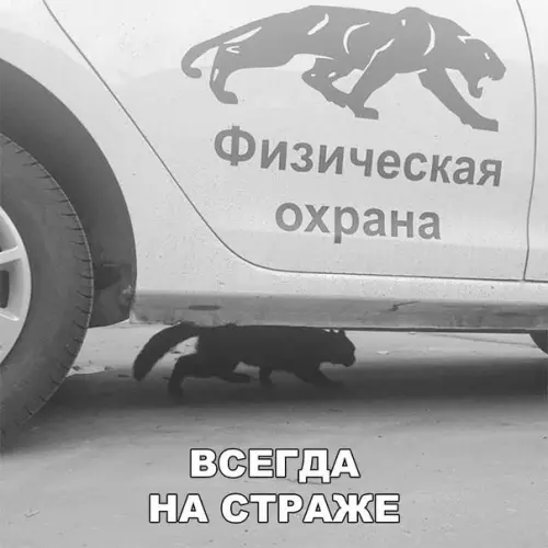 Смешная картинка №219355 коты