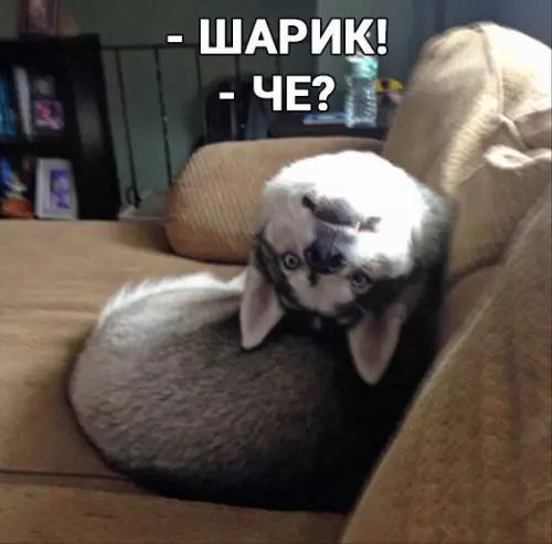 Смешная картинка №177474