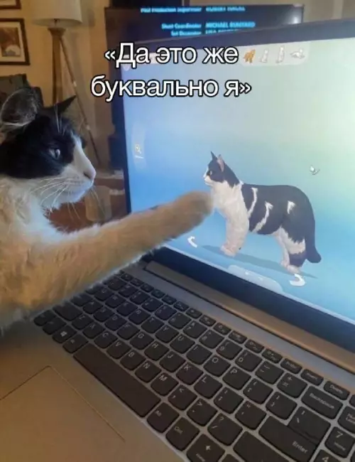 Смешная картинка №739064 коты
