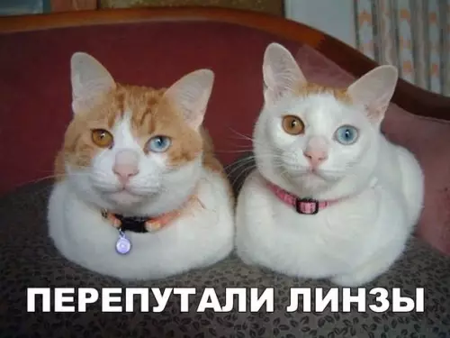 Смешная картинка №173711 кошки