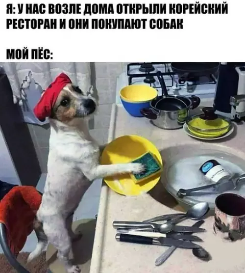 Смешная картинка №264017 собаки