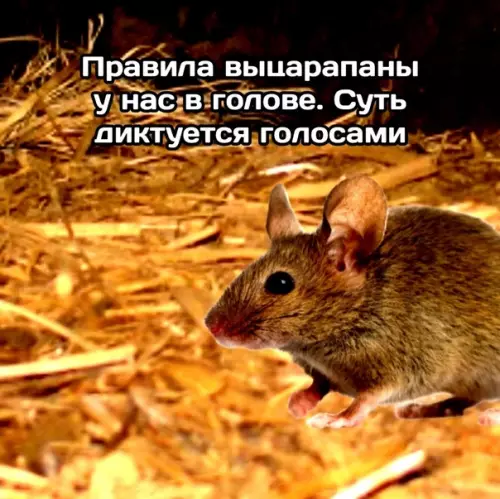 продолжение Смешная картинка №589472 The Norka