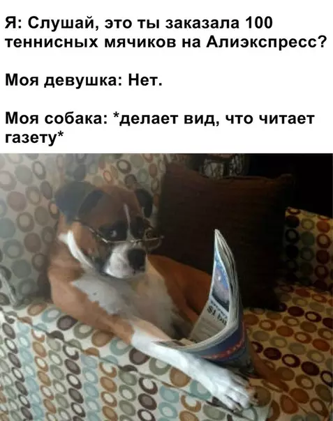 Смешная картинка №473915 Тот момент, когда все собаки попадают в рай...