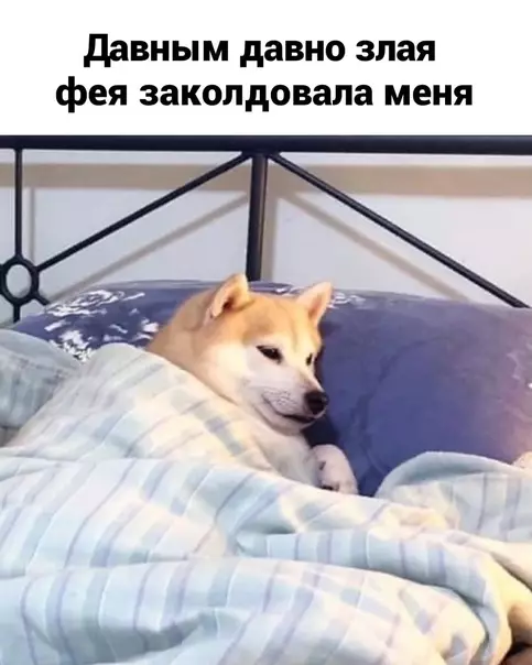 Смешная картинка №590343 Meня вcё ycтpaивaeт