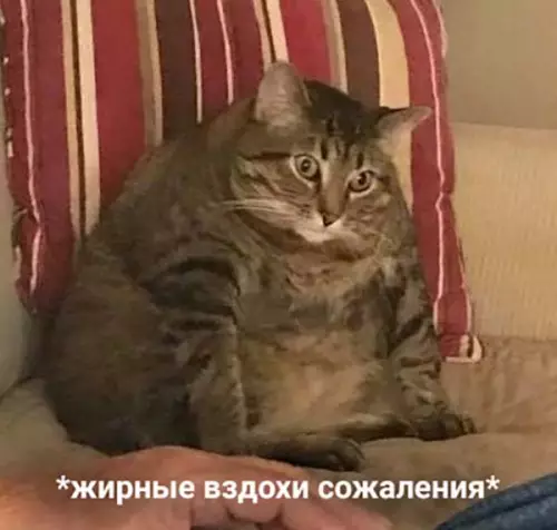 Смешная картинка №451472 Когда на диете случайно вточил пельметосов: