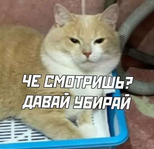 продолжение Смешная картинка №569668