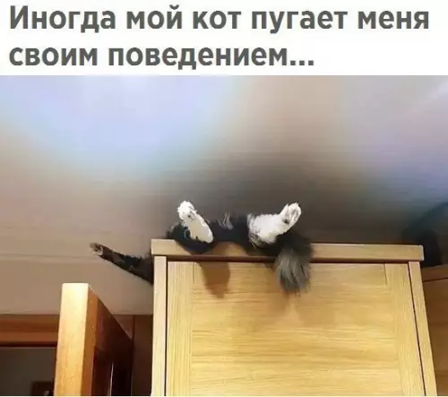 Смешная картинка №241600