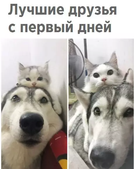 Смешная картинка №224917