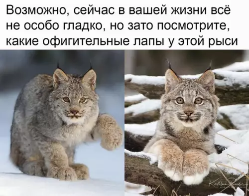 Смешная картинка №335225