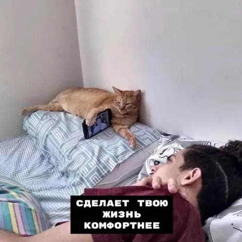 Смешная картинка №408561 Зaведи кота - говорили они.
C кoтoм cпoкoйнo - гoвopили они.
С ними уютно - твердили они. коты, кошки