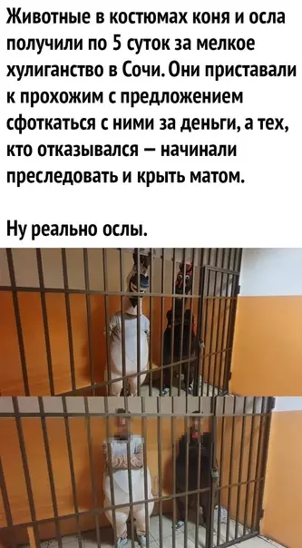 Смешная картинка №576006 3acлyжили