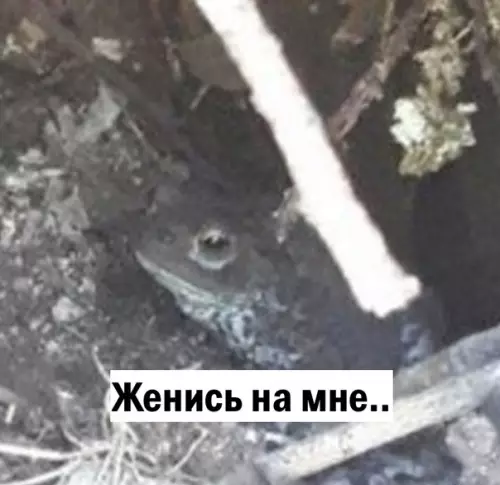 продолжение Смешная картинка №596887 Кража со взломом