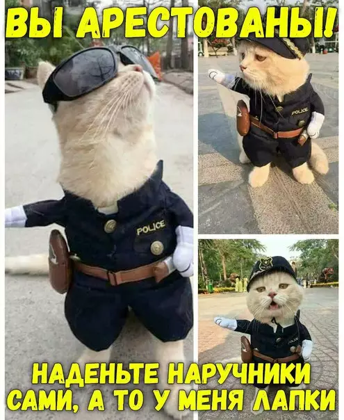 Смешная картинка №203455 кот, полиция