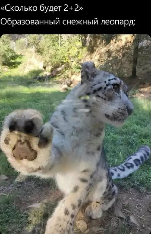 Образованный снежный леопард