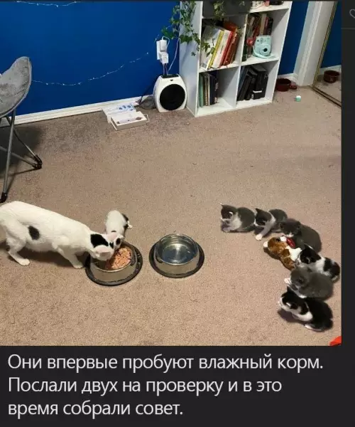 Смешная картинка №682188