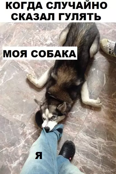 Смешная картинка №302319 Собаки