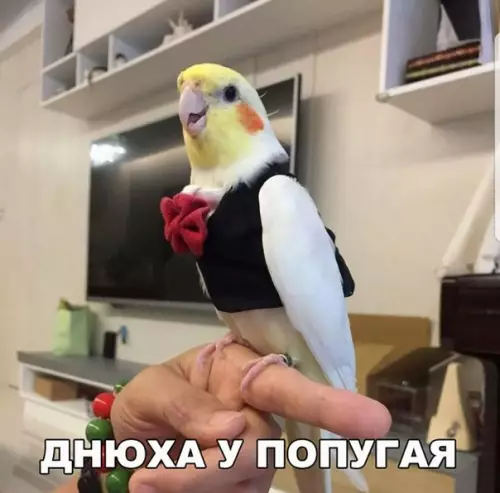 Смешная картинка №204410