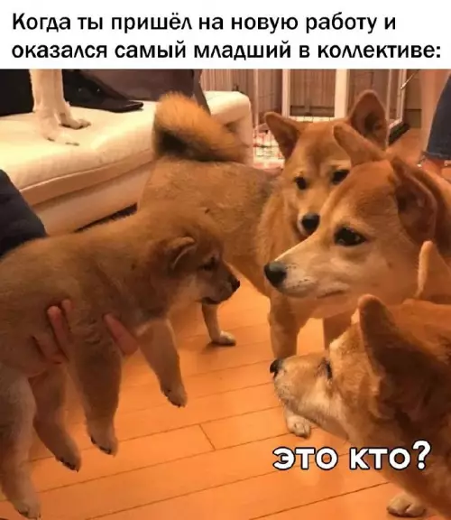 Смешная картинка №663870 Работа 