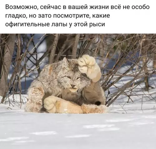 Смешная картинка №222452