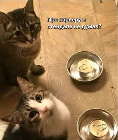 Коты-комики выходят на сцену! 🎤😼 - Про карьеру в стендапе не думал?