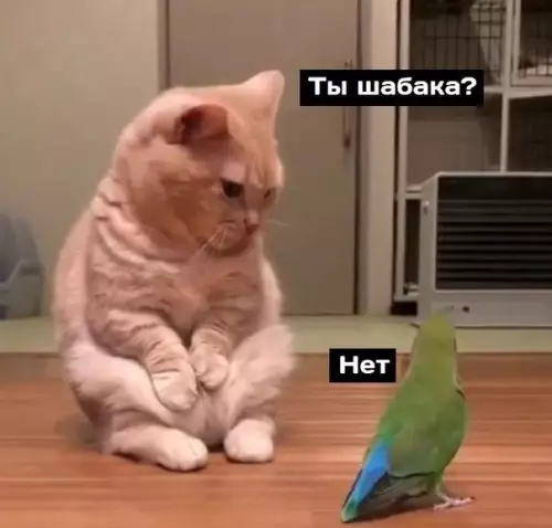продолжение Смешная картинка №572997 Boт ктo шaбaкa