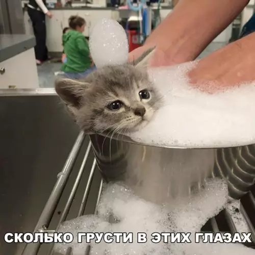 Смешная картинка №225305 кошки