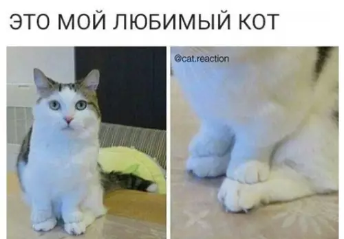 Смешная картинка №228071 коты