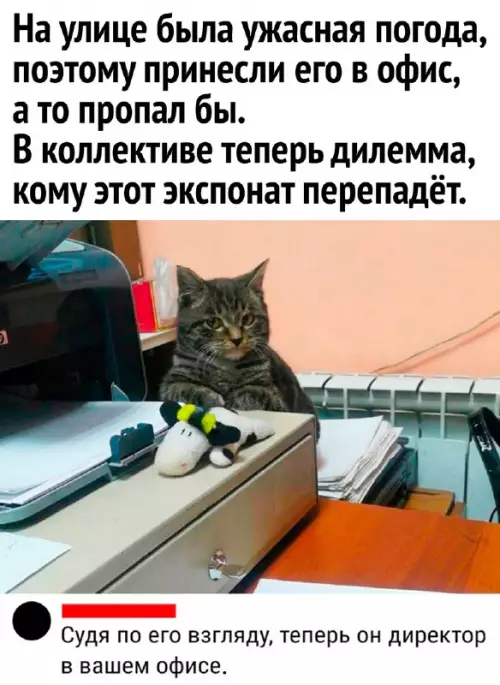 Смешная картинка №712569 Коты 