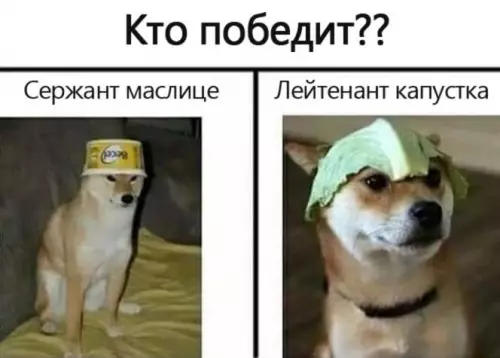 Смешная картинка №731134 Кто победит? Собаки