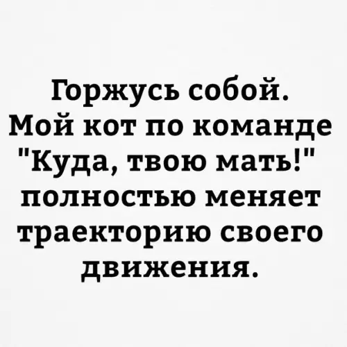 Смешная картинка №251669 коты