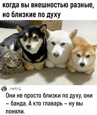 Смешная картинка №705419 Животные