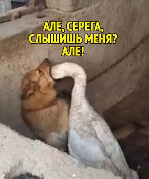 Смешная картинка №408961 Плохая связь