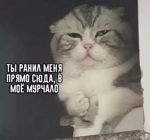 Смешная картинка №352050 Когда не покopмил кота в 4 утра