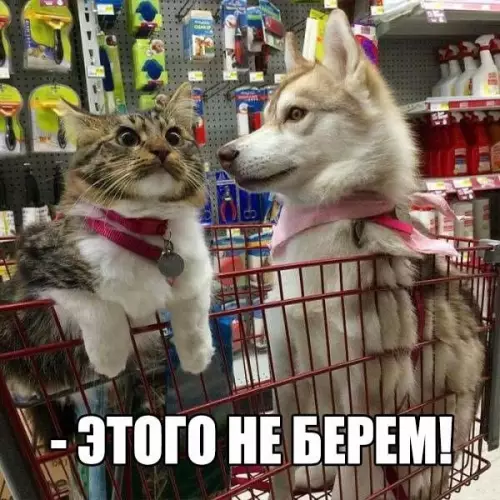 Смешная картинка №182287 собаки