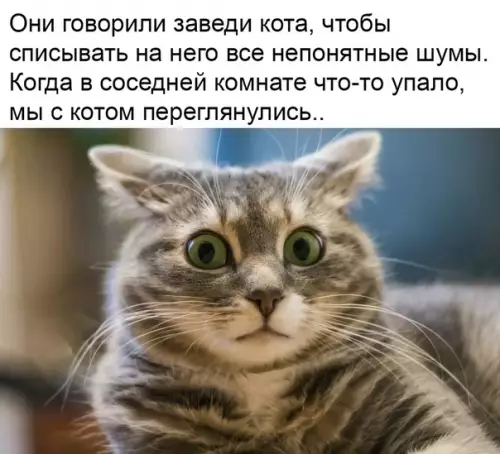 Смешная картинка №331708 коты
