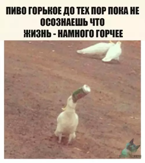 Смешная картинка №397155