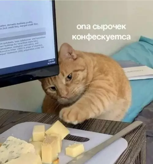 Когда сырок — это не просто еда, а кекс 🧀😂 - она сырочек конфескуется
