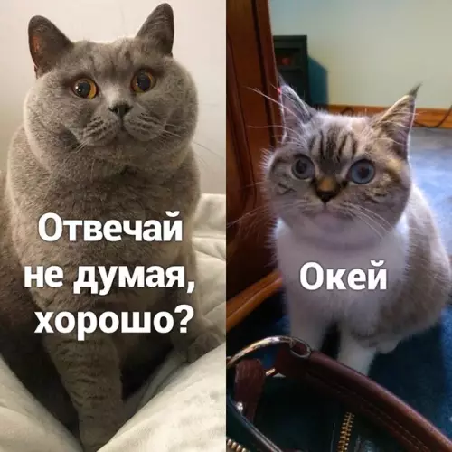 Смешная картинка №537857