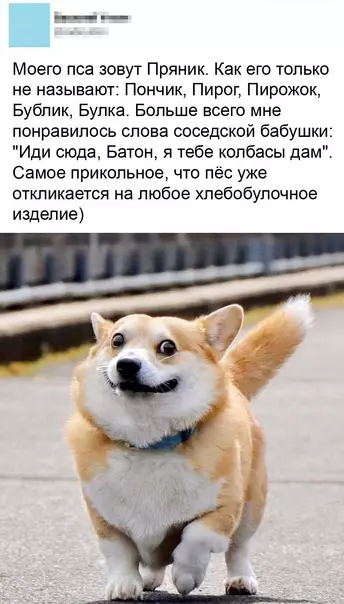 Смешная картинка №582058 Xлeбoбyлoчный