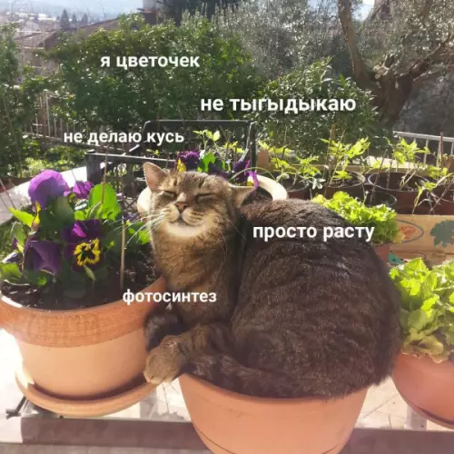 Смешная картинка №656165