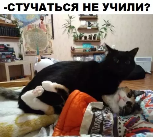 Смешная картинка №313734 Кошки