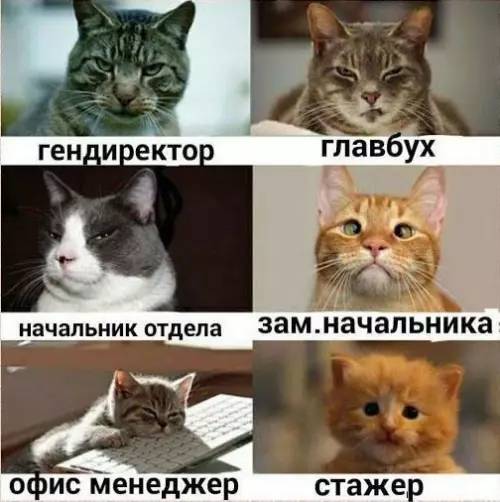 Смешная картинка №219985