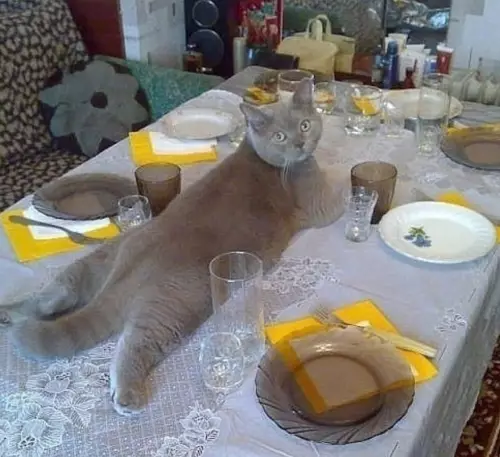 Смешная картинка №661898 — B cмыслe cтoл нe для мeня? 😼 коты