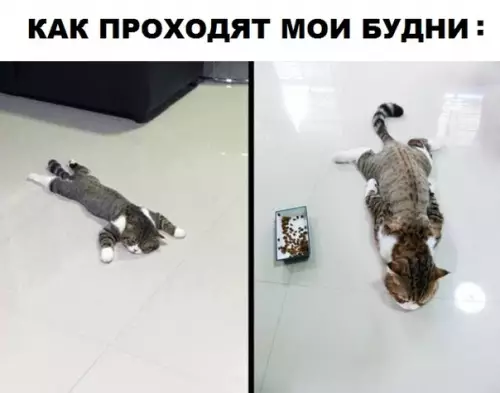Смешная картинка №292304