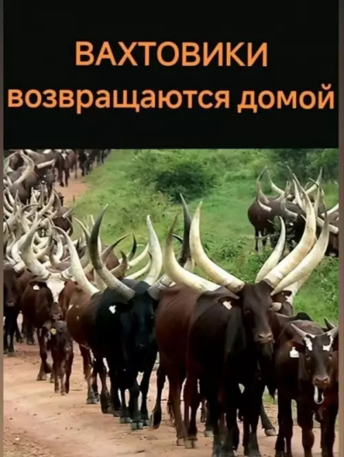 Когда вахта закончилась! 🐂💨 - ВАХТОВИКИ ВОЗВРАЩАЮТСЯ ДОМОЙ