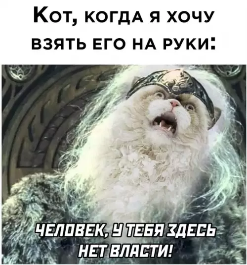 Смешная картинка №579779 Коты