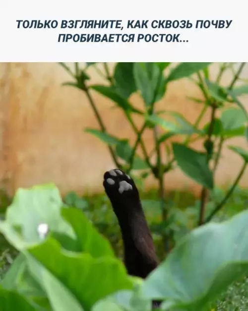 Смешная картинка №662178 коты