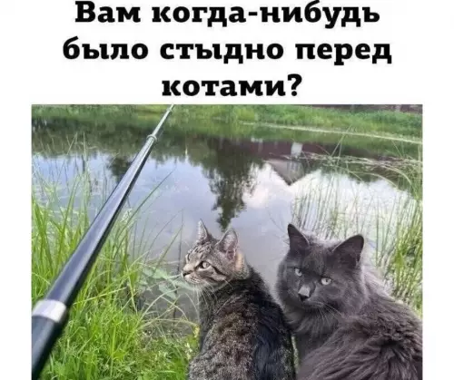 Смешная картинка №784357