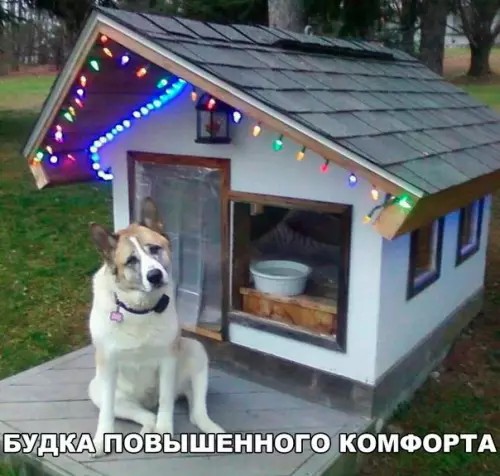 Смешная картинка №173984 собаки