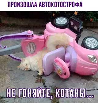 Смешная картинка №636675 Кто дал ему права?!